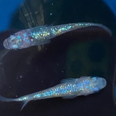 メダカ「シャンパンゴールドラメ」針子10匹
の画像