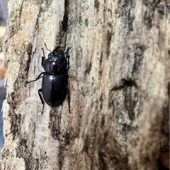 ハチジョウコクワガタ♂♀ペアの画像