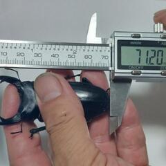 国産オオクワガタ能勢ＹG成虫♂2頭♀3頭⑭(ブリードまだ間に合います。昨年、この兄弟で10月の割り出しで、幼虫体重38gまでいきました。)の画像