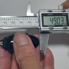 国産オオクワガタ能勢ＹG成虫♂2頭♀3頭⑭(ブリードまだ間に合います。昨年、この兄弟で10月の割り出しで、幼虫体重38gまでいきました。)の画像