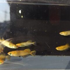 メダカ　【竜章鳳姿】　10匹プラスαの画像