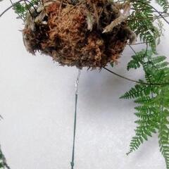 南部鉄器 灯籠風鈴 吊りシノブ　ガーデニング　トキワシノブ　の画像
