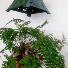 南部鉄器 灯籠風鈴 吊りシノブ　ガーデニング　トキワシノブ　の画像