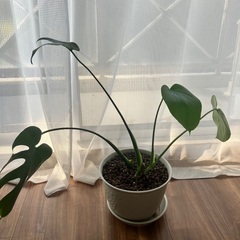 観葉植物モンステラの画像