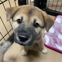 やんちゃ盛り　元気いっぱいの七夕生まれの仔犬たち