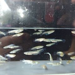 メダカ　【ヴェールｘヒミツヘイキ】　15匹      1000円の画像