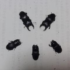 ヤエヤマネブトクワガタ成虫♂2頭♀3③の画像