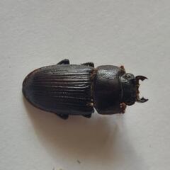 ヤエヤマネブトクワガタ成虫♂2頭♀3③の画像