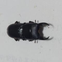ヤエヤマネブトクワガタ成虫♂2頭♀3③の画像