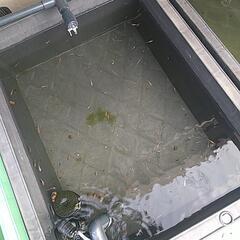 めだかの画像