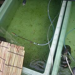 めだかの画像