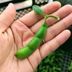 【大特価！】枝豆１Kgの画像