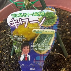 キワーノの画像