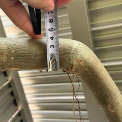 フィカス ウンベラータの画像