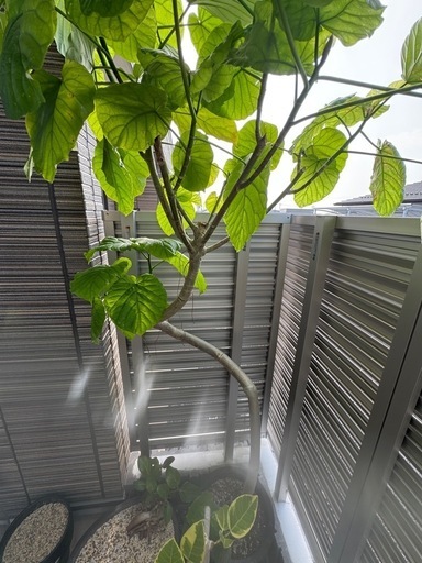 フィカス ウンベラータ