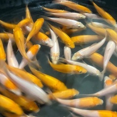 鯉　7センチ前後の画像