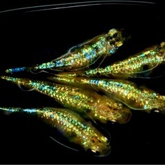 高級メダカ幼魚10匹+a めだかの画像