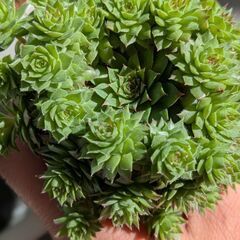 多肉植物センペルビウム.ブロンコ（モリモリです）の画像