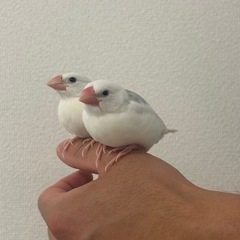 動物病院への通院代行🏥