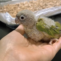 ウロコインコシナモン5号 ご家族様募集中