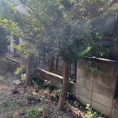木 の画像