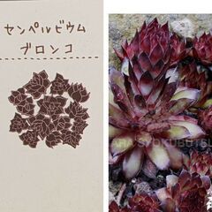 多肉植物センペルビウム.ブロンコ（モリモリです）の画像