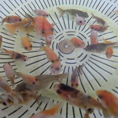 【金魚】江戸錦＋らんちゅう🌱稚魚🌟３０匹＋おまけ匹🌻の画像