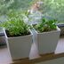ランキングキーワードに紐づく投稿画像-観葉植物