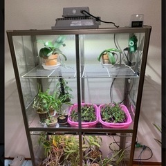 室内温室　ガラス製の画像
