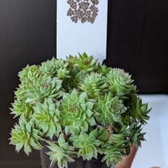 多肉植物センペルビウム.ブロンコ（モリモリです）の画像