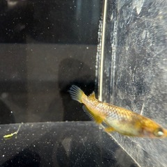 🐟金閣の画像