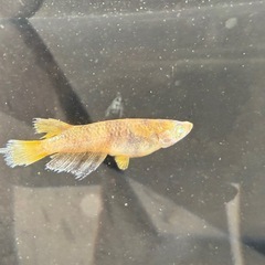 🐟金閣の画像