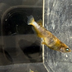 🐟金閣の画像