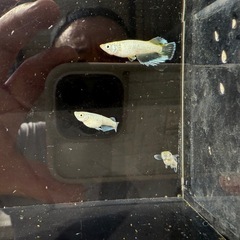 【お取引中】🐟飛輪の画像