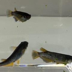 オランジェ メダカ 卵 約60個  ★孵化はじまってます★の画像