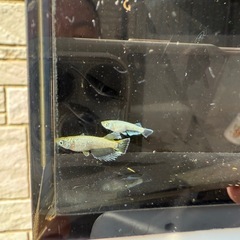 【お取引中】🐟飛輪の画像