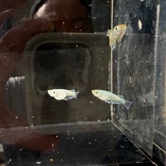 【お取引中】🐟飛輪の画像