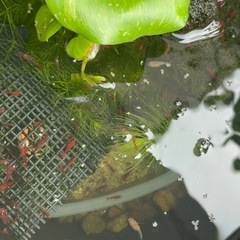 琥珀ラメ　メダカ　ダルマの画像