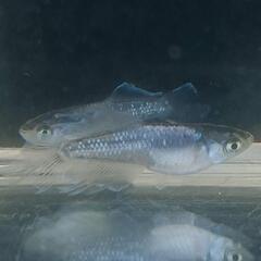 【メダカ】バベル silver type 若魚1P の画像