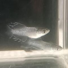 【メダカ】バベル silver type 若魚1P の画像