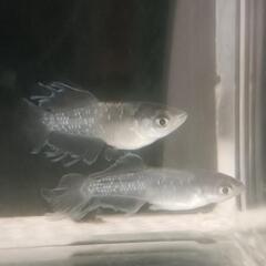 【メダカ】バベル silver type 若魚1P の画像