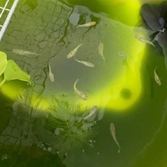 琥珀ラメ　メダカ　ダルマの画像