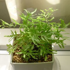 窓辺に置ける観葉植物（ゼンマイとカニクサ）の画像