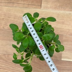 観葉植物　ペペロミア・ミクエリアーナの画像