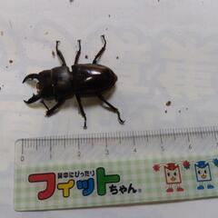 ヒラタクワガタ♂（庄川）4cm前後の画像