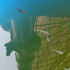 みゆきメダカあげます　若魚　１０匹ほどの画像