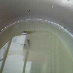 みゆきメダカあげます　若魚　１０匹ほどの画像