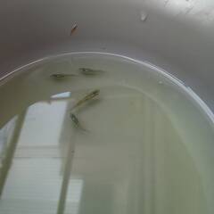 みゆきメダカあげます　若魚　１０匹ほどの画像
