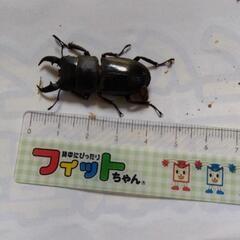 ヒラタクワガタ♂（庄川）4cm前後の画像
