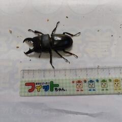 ヒラタクワガタ♂（庄川）4cm前後の画像